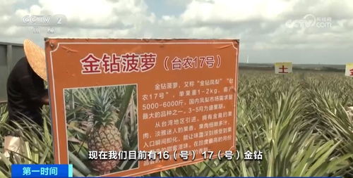 菠蘿之鄉 徐聞麥秸畫與深加工產品的藝術與產業融合